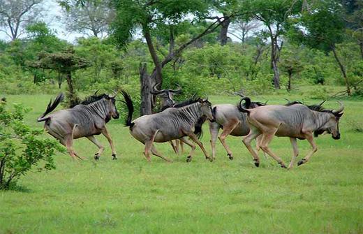 坦桑尼亚2023.08.14-08.22 商品图2