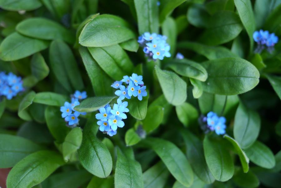 勿忘草种子forget Me Not 维多利亚混色 蓝色球耐半阴喜湿润环境球根伴侣