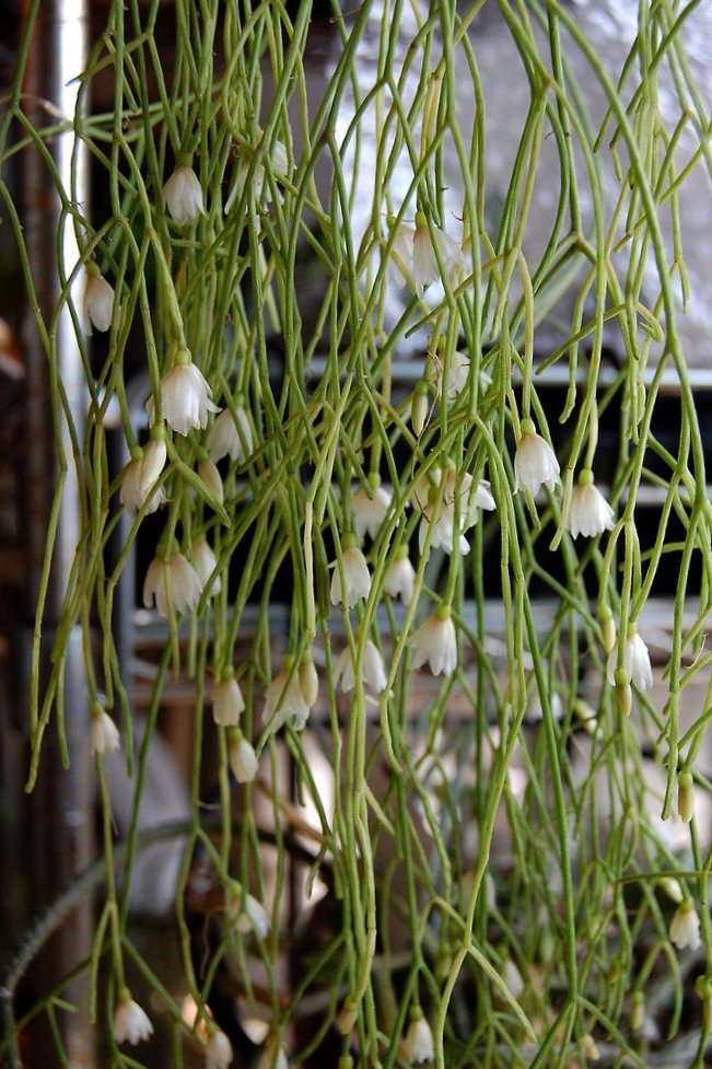 雨林仙人掌丝苇