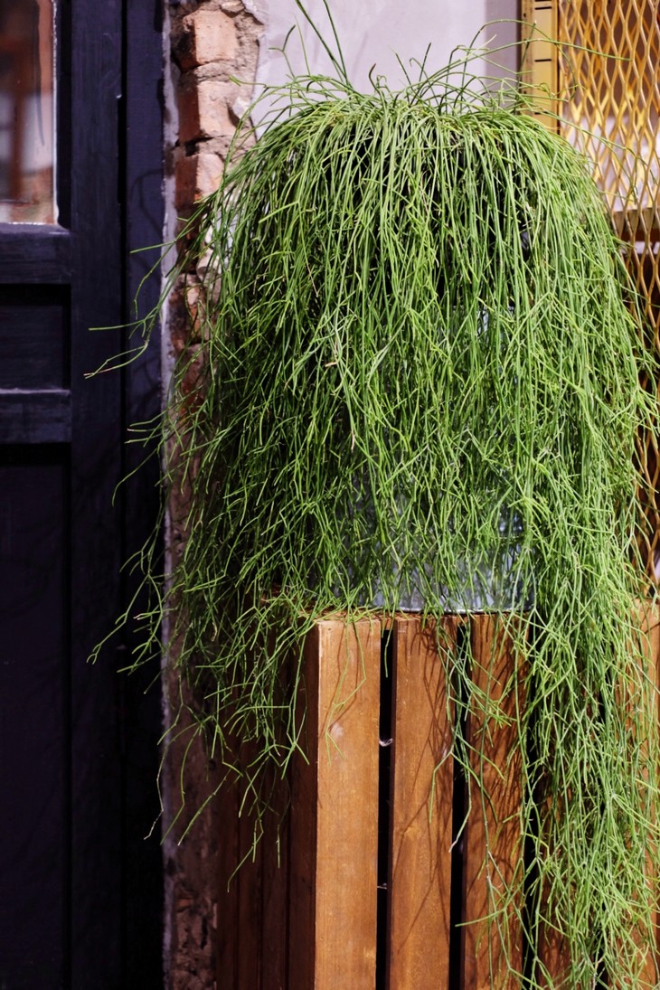 雨林仙人掌丝苇