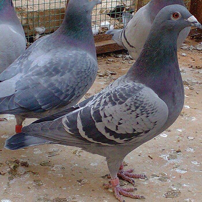 2年以上的老鸽子