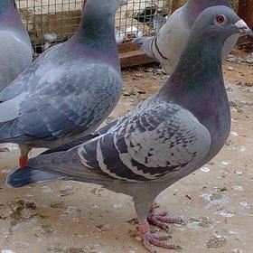 2年以上的老鸽子