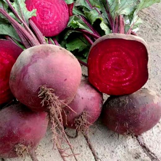 甜菜根(补心脾之血)| 广东中山心园农场