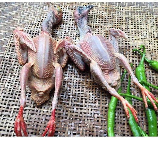 2年以上的老鸽子 商品图2