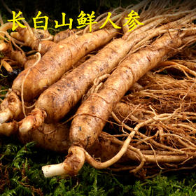 【吉林 • 长白山鲜人参】 秋冬滋补不上火 切一片鲜参 炖一只鸡 一锅参汤 全家一参健康
