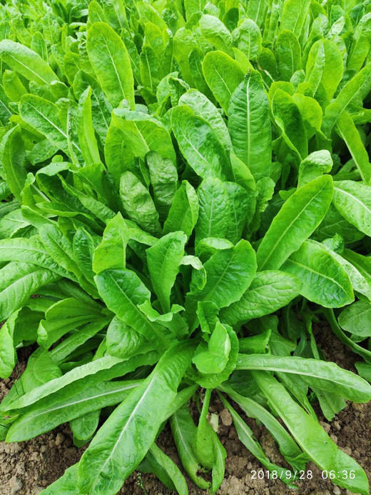 油麦菜 商品图1