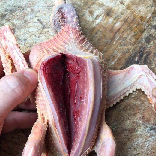 2年以上的老鸽子 商品图1