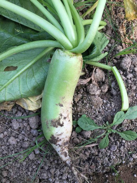 青萝卜（6斤装） 商品图3