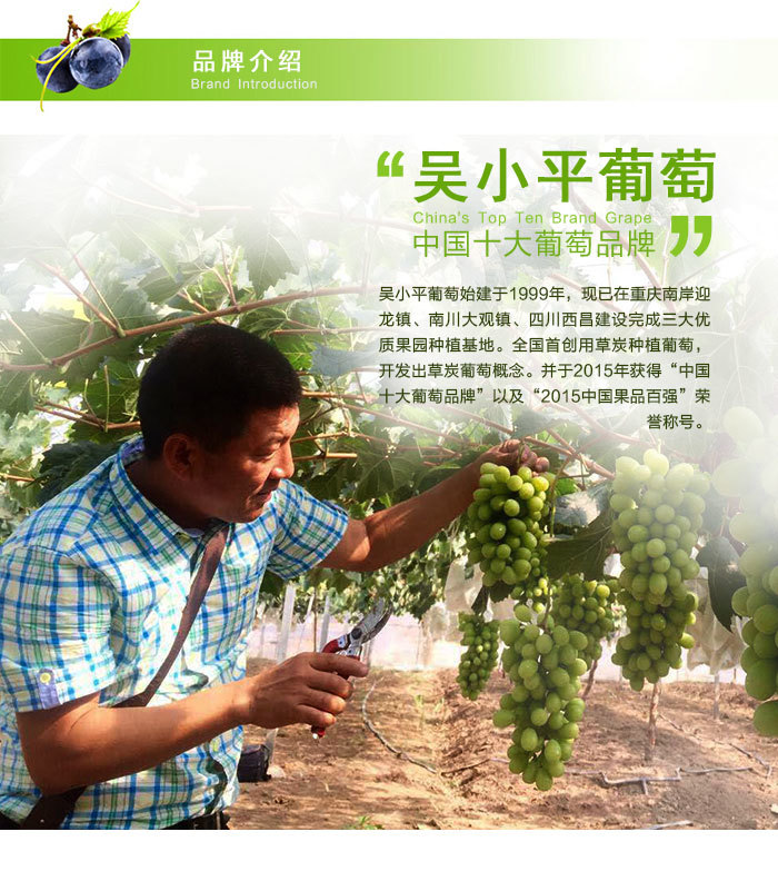 阳光玫瑰 特级】南川大观 5斤装 8月30号按订单顺序发货 - 吴小平葡萄