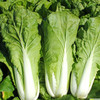 彩虹雨  有机蔬菜 新鲜蔬菜青菜快白菜250g欧盟认证  京津冀满百包邮 商品缩略图3