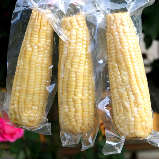 精装坝上白鲜食玉米张家口甜糯玉米熟玉米非转基因1根