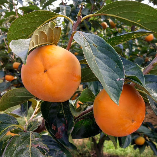 陕西脆甜柿子8斤装单果7080mm日本引进阳丰脆柿红红火火美味可口原