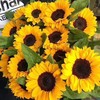 现货大头向日葵5支一份，花头大颜色正 支长60厘米 商品缩略图0