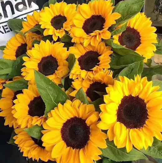 现货大头向日葵5支一份，花头大颜色正 支长60厘米 商品图0