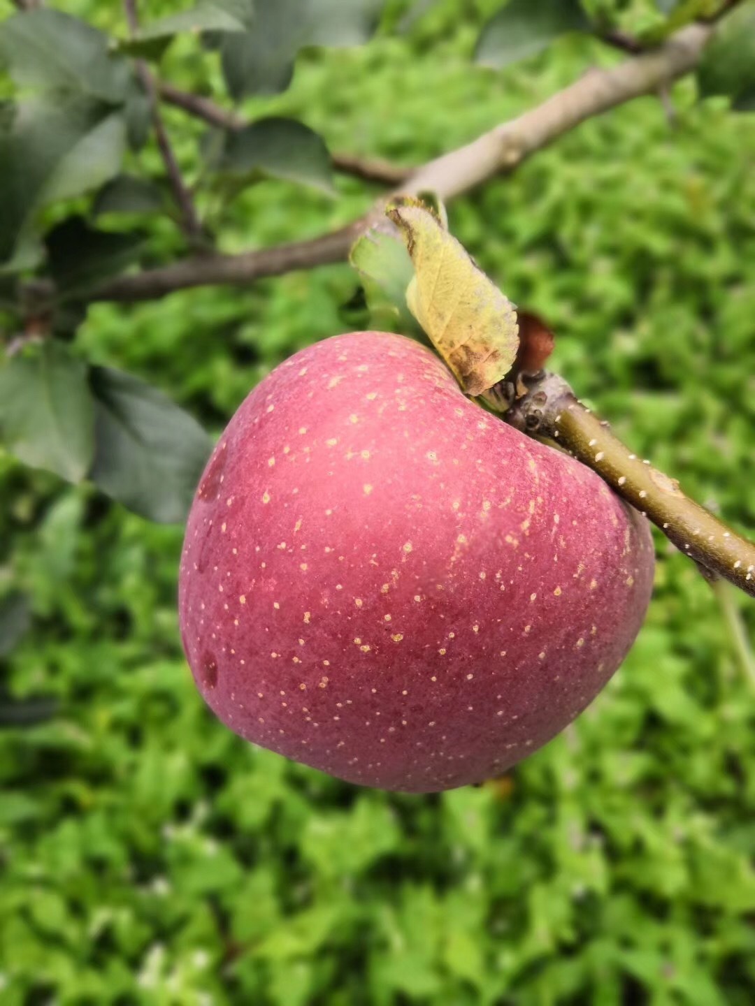 8斤中大果生在凉山中甜到心坎里自然生长吸天地灵气小心这枚果宠坏你