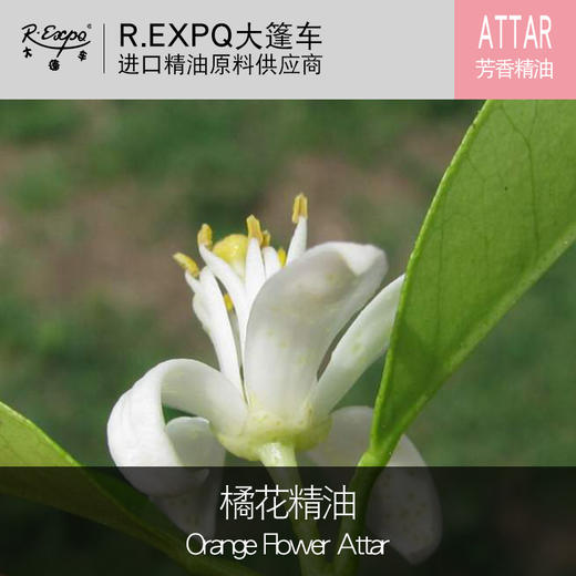 印度attar橘花精油orange Flower Attar古法阿塔低温萃取芳香精油进口精油原料批发 大篷车进口精油