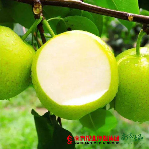 【皮薄多汁】安徽砀山酥梨 约5斤 约350g/个 商品图1
