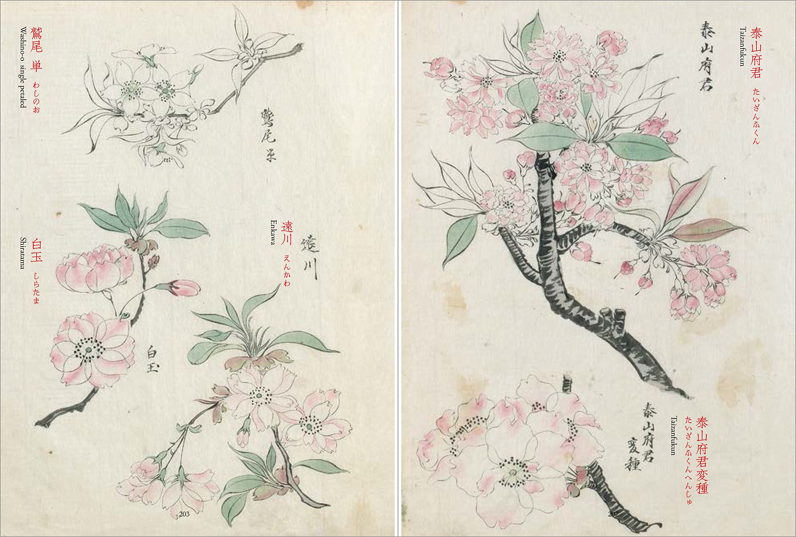 使い勝手の良い 柴田是真の植物図 = Flora Sketches by SHIBATA Ze