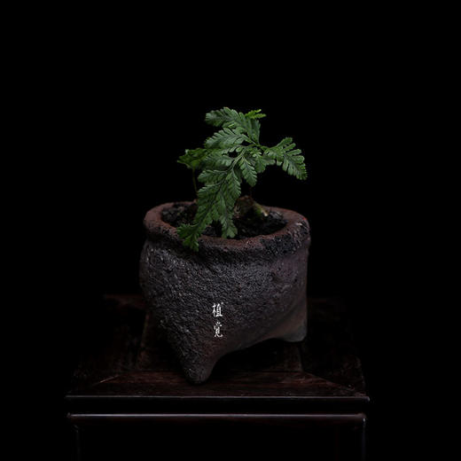 植觉山野猫爪蕨大