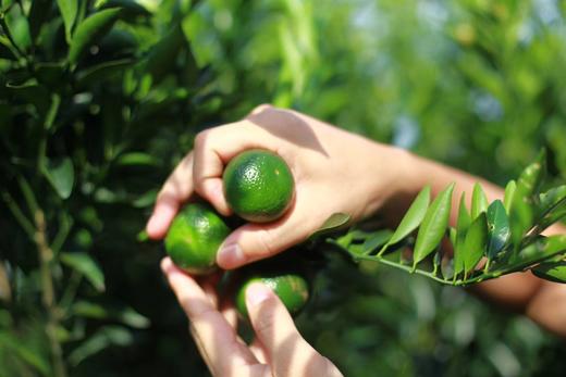 小青柑普洱茶 商品图3