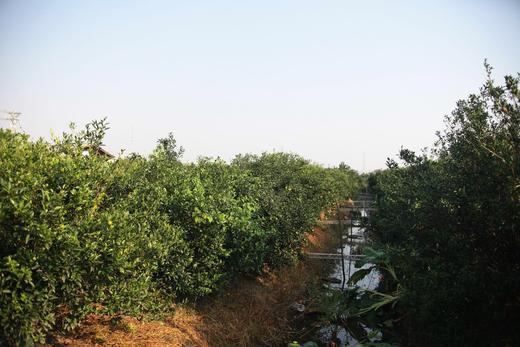 小青柑普洱茶 商品图9