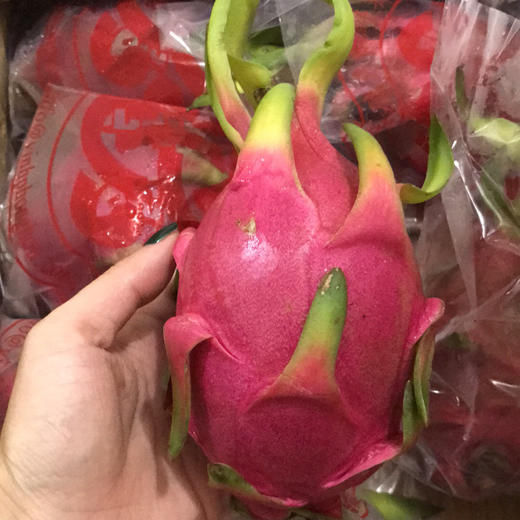 wdragon白心火龙果1个