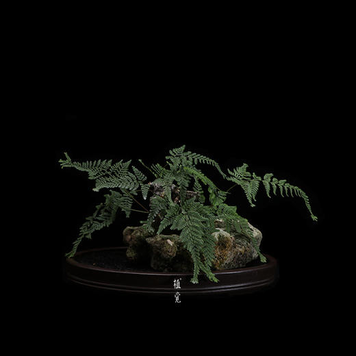 植觉孤品猫爪蕨