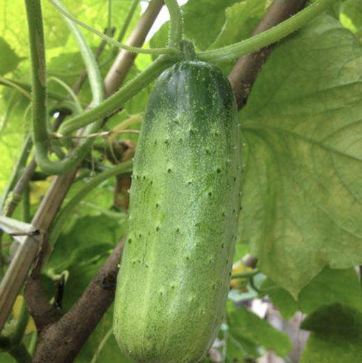 绿色秋黄瓜产地晋州丛青果蔬基地