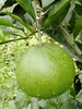 美国青柚  特别提示：本次秒杀商品为次果，表面有黄斑，偏软，但不影响食用，口感不错，拍下后需要一天内到店自提，介意慎拍 商品缩略图3