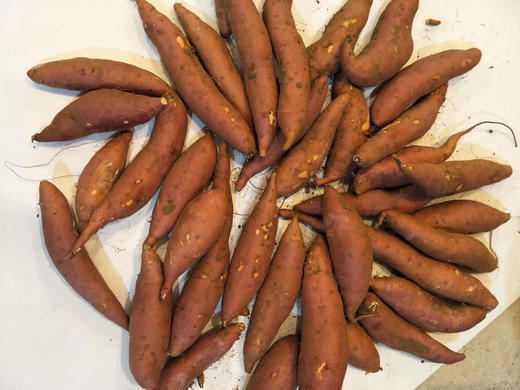 锋城蜜薯拇指薯6斤箱包邮可与其他商品一起发货