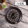 中药材批发 金钱白花蛇 江西1条 商品缩略图0