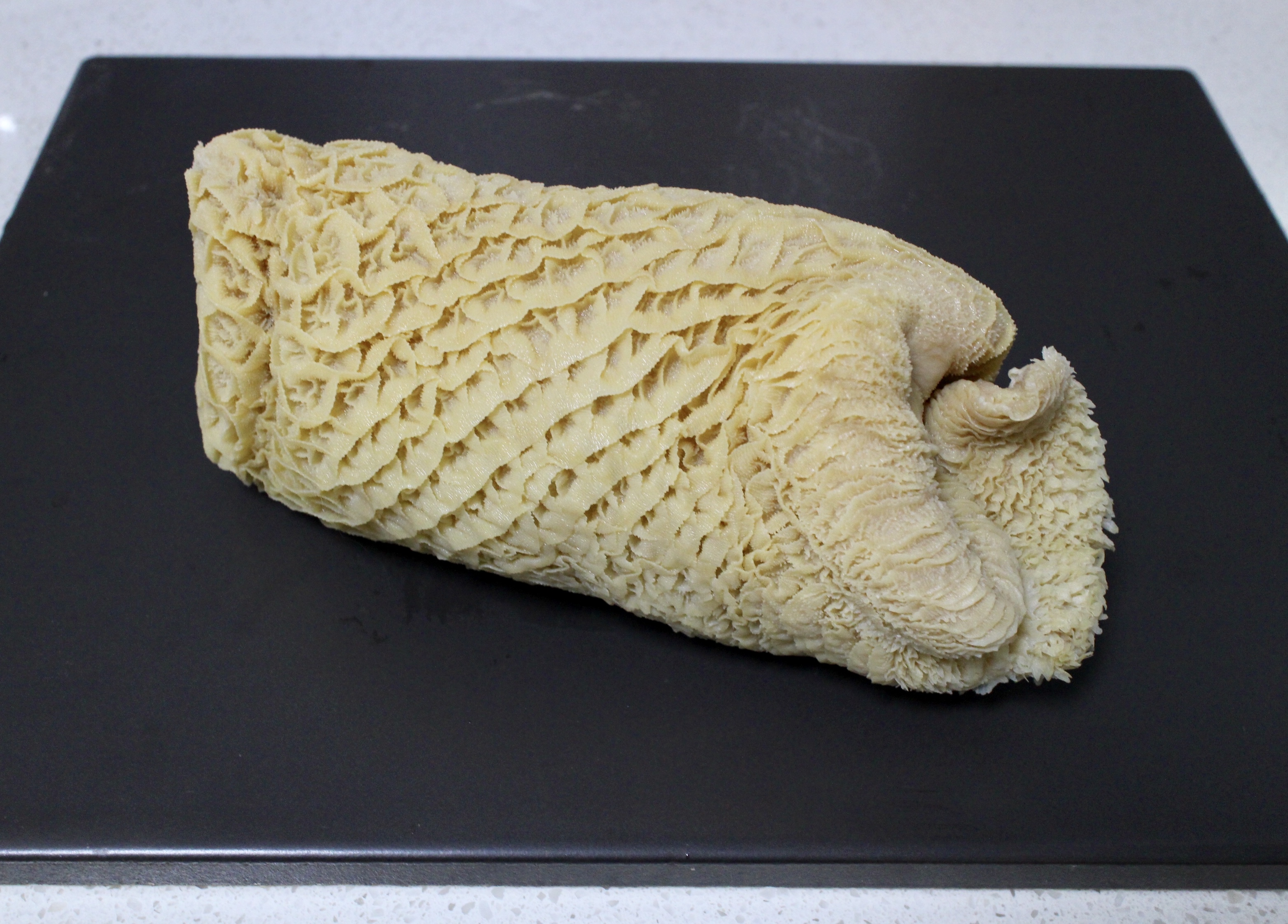 【金钱肚】,产地:新西兰,78元/斤