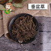 中药材批发 垂盆草 浙江 1000克/500克 商品缩略图0