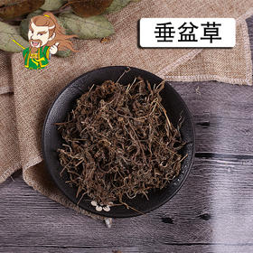 中药材批发 垂盆草 浙江 1000克/500克