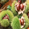 怀柔生态鲜板栗  | 颗粒饱满 软糯香甜 生吃熟吃均可 中国地标产品  | 合作生产 | 包邮 * Huairou Ecological Fresh Chestnut 商品缩略图5