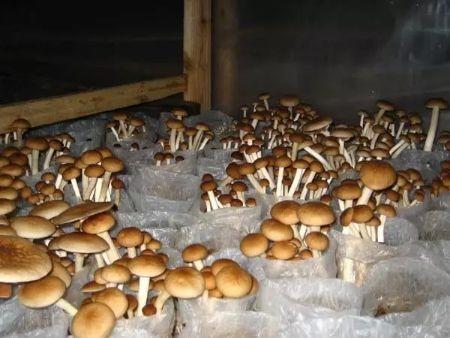 【有机自选菜和有机鲜奶可选】【满2减3，满4减6，满6件减8，满8件减12（实付满98包邮）】【有机杂粮/有机菜任选】同城配送后院同城配送有机自选蔬菜，与高端商超同一基地蔬菜 商品图3