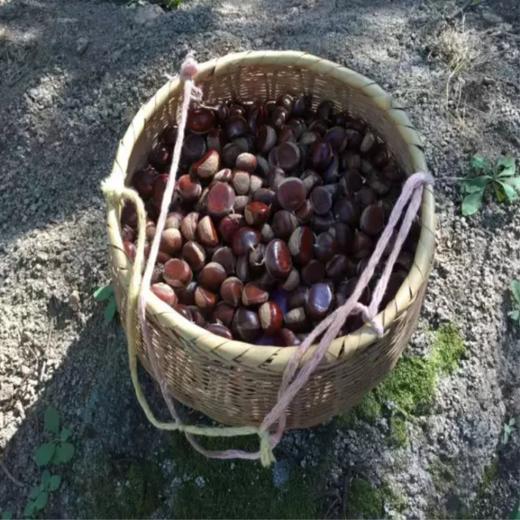 怀柔生态鲜板栗  | 颗粒饱满 软糯香甜 生吃熟吃均可 中国地标产品  | 合作生产 | 包邮 * Huairou Ecological Fresh Chestnut 商品图9