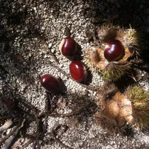 怀柔生态鲜板栗  | 颗粒饱满 软糯香甜 生吃熟吃均可 中国地标产品  | 合作生产 | 包邮 * Huairou Ecological Fresh Chestnut 商品图6