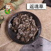 中药材批发 返魂草  河北 1000克/500克 商品缩略图0