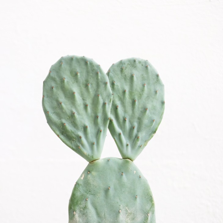 【兔子耳朵】- 复古明镜仙人掌