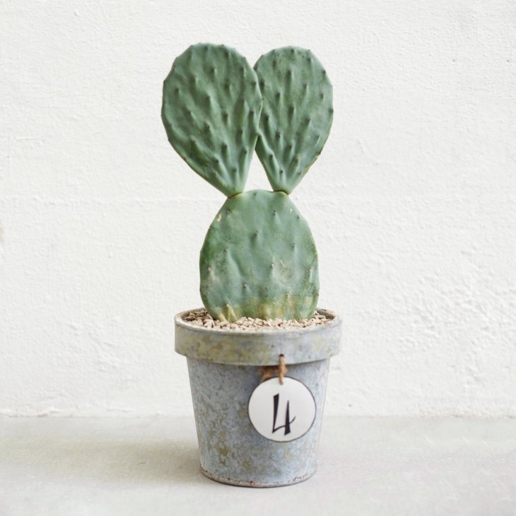 【兔子耳朵】- 复古明镜仙人掌