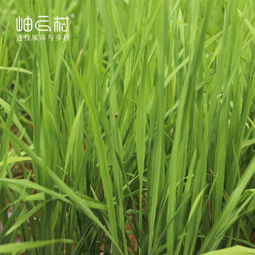 【当季新米，库存有限】岫云村丨农家大米 5斤装 新米上市 商品图2