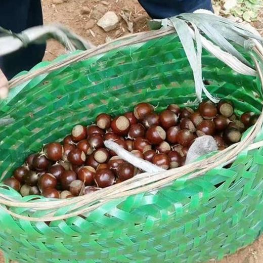 政和油锥栗（5斤） 商品图3