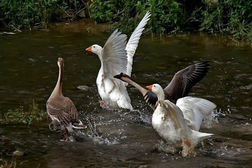 【刘大爷家专场，只有8只鹅】岫云村丨农村大鹅 商品图0