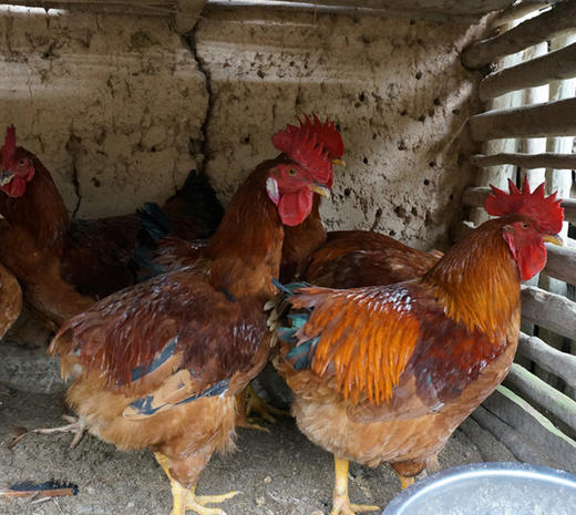 【拍完只有等预售】岫云村丨时光鸡（大公鸡） 商品图1