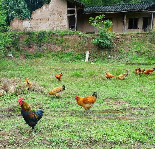 【库存有限，拍完只能等预售】岫云村丨土鸡蛋 30枚装 商品图4