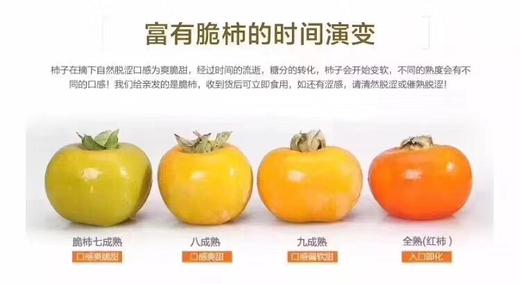 【脆柿】含有丰富的胡萝卜素，核黄素，维生素等微量元素。脆而甜蜜又不涩口！一柿两吃，生熟皆可食用 商品图2