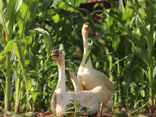 【刘大爷家专场，只有8只鹅】岫云村丨农村大鹅 商品图1