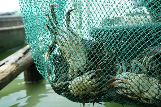 阳澄湖大闸蟹 湖蟹 莲花岛核心产区 商品图6