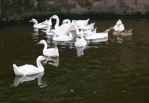 【李大爷家专场】岫云村丨两年岁月鸭 商品图2